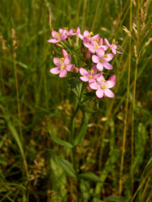 Centaurium erythraea