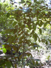 Chrysophyllum oliviforme