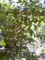 Thumbnail for version as of 15:35, 23 October 2007