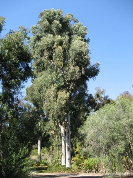 File:Eucalyptus-IMG 0705 hunt07.jpg