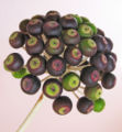 Fruiting body