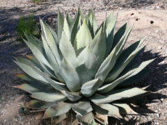 Huachuca Agave