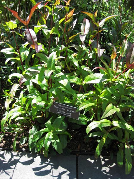 File:IMG 0063 nybg09.jpg