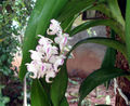 Thumbnail for version as of 18:29, 30 November 2009