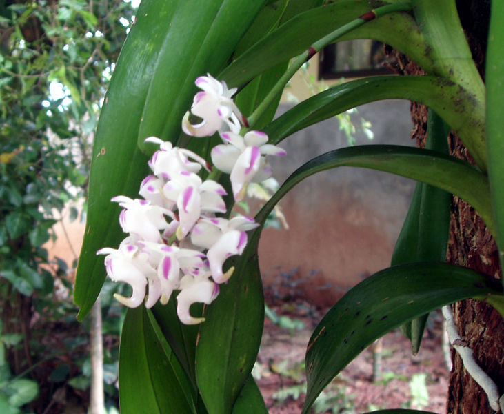 File:Ms aerides Orquidea.jpg
