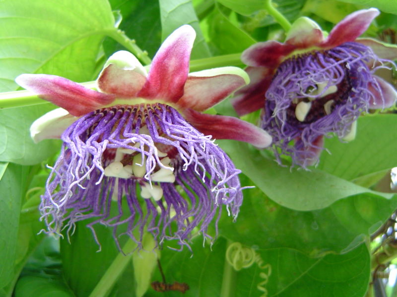 File:Passiflora quadrangularis1644531062.jpg