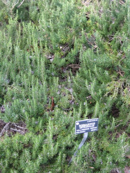File:Rosmarinus officinalis-collingwood ingram-IMG 7318 sfbg0308.jpg