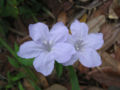 Thumbnail for version as of 04:55, 1 September 2007