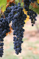 Thumbnail for version as of 05:33, 20 September 2007
