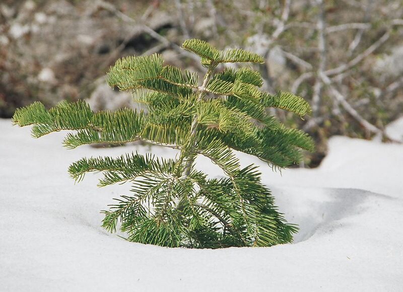 File:1024px-Baby whitefir.jpg