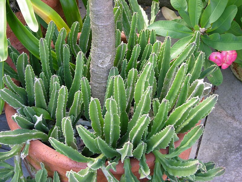 File:1024px-Carrion Plant Stapelia gigantea Pot 3264px.JPG