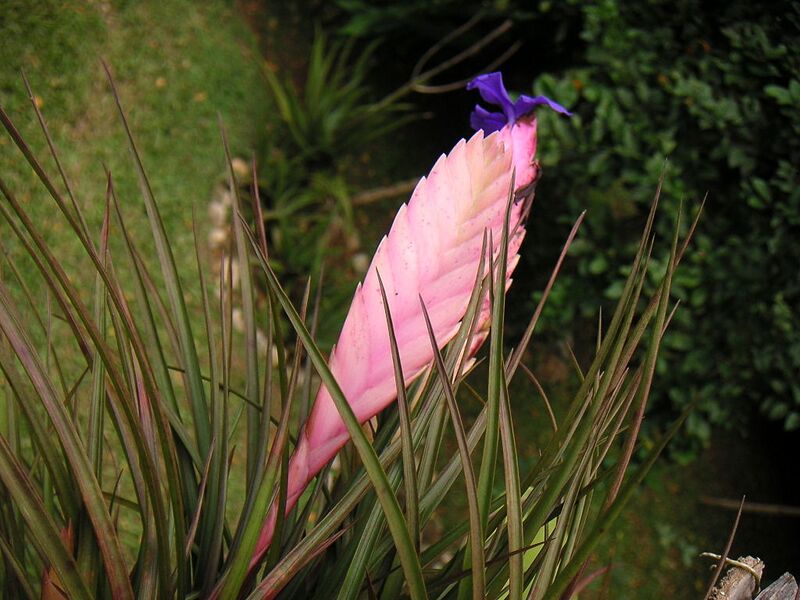 File:1024px-Colpfl21.jpg