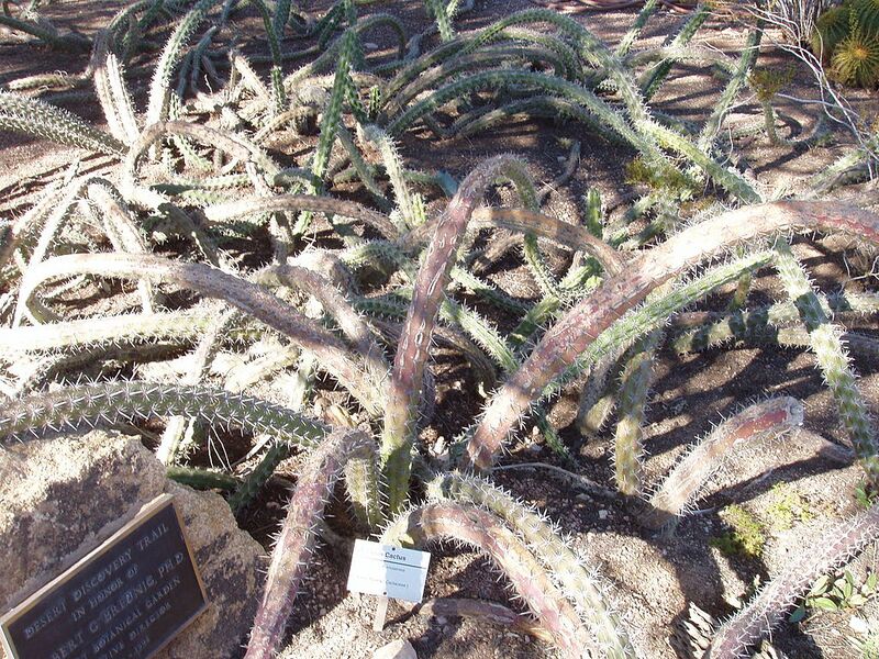 File:1024px-Stenocereus alamosensis.jpg