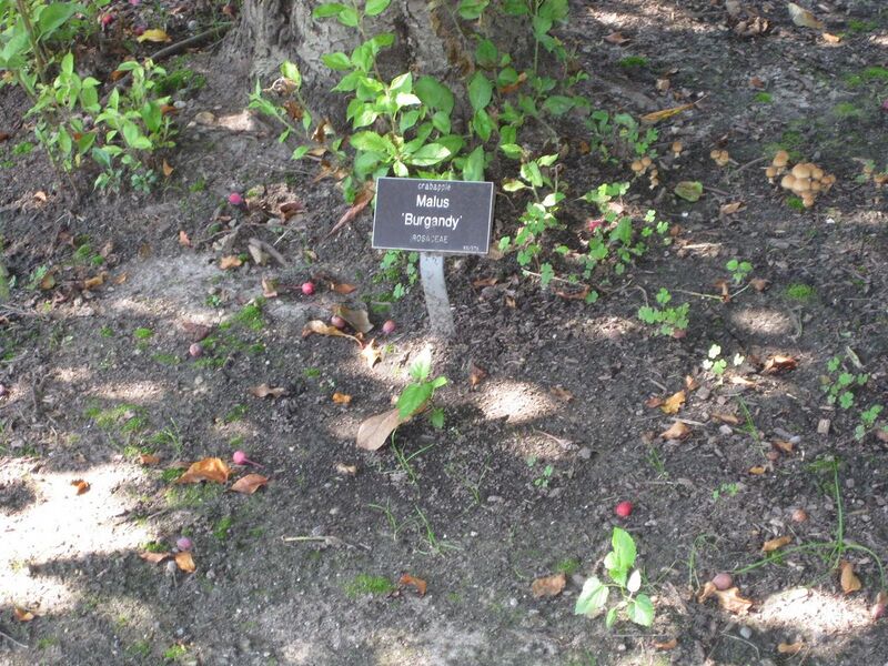 File:1280px-IMG 0443 nybg09.jpg