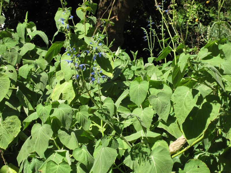 File:1280px-IMG 1962 hunt09oct.jpg