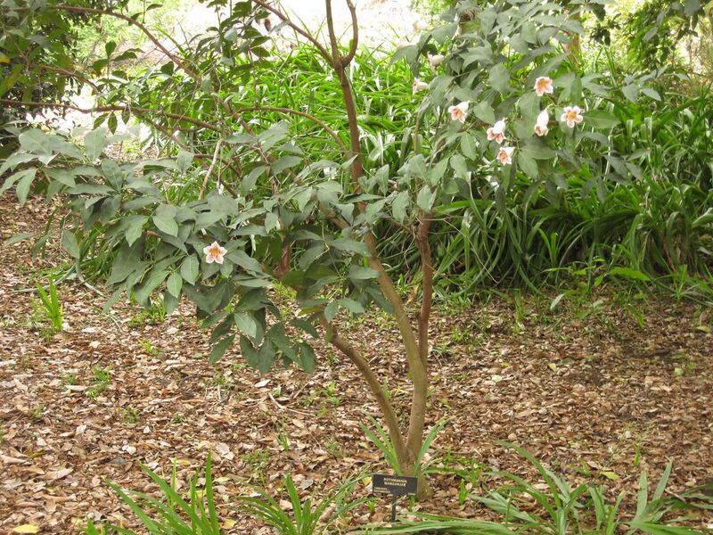 File:1280px-IMG 7002 hunt09jun.jpg