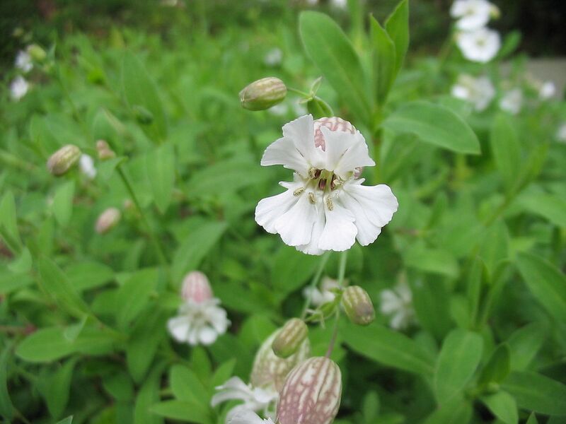 File:1280px-Silene uniflora (Flower).jpg