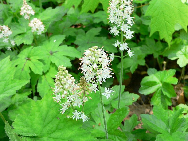 File:1280px-Tiarella cordifolia2.jpg