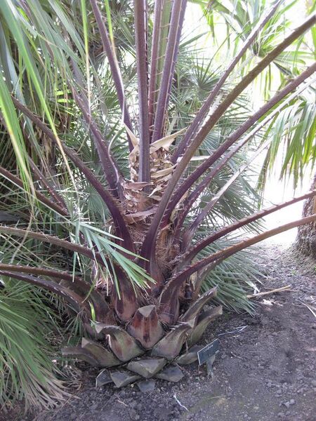 File:576px-IMG 4140 hunt0904.jpg