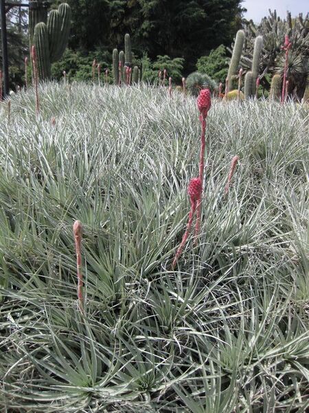 File:576px-IMG 4441 hunt0904.jpg