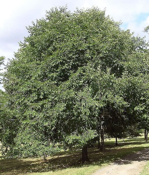 File:654px-Japanese elm.jpg
