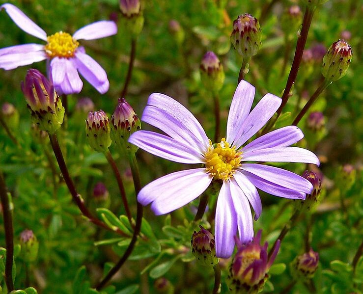 File:947px-Felicia fruticosa 2.jpg