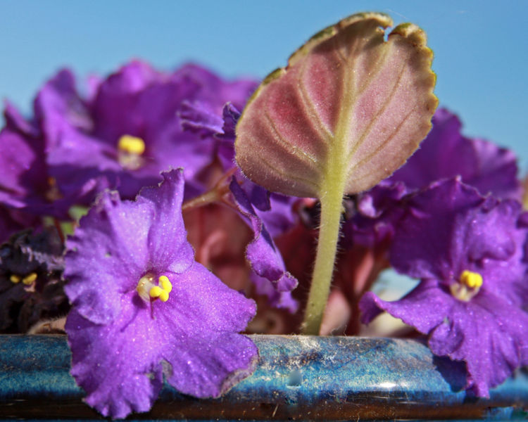 File:African violet (23)-6615.jpg