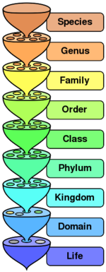 The hierarchy of scientific classification