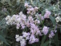 Buddleia salvifolia
