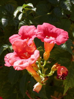Trumpet vine flowers
