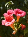 Thumbnail for version as of 05:22, 19 December 2008
