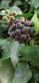 Hedera helix berries