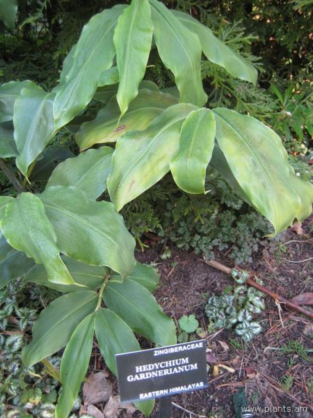 File:Hedychium gardnerianum-IMG 7668 sfbg0308.jpg