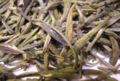 Huoshan Huangya tea, a Yellow tea