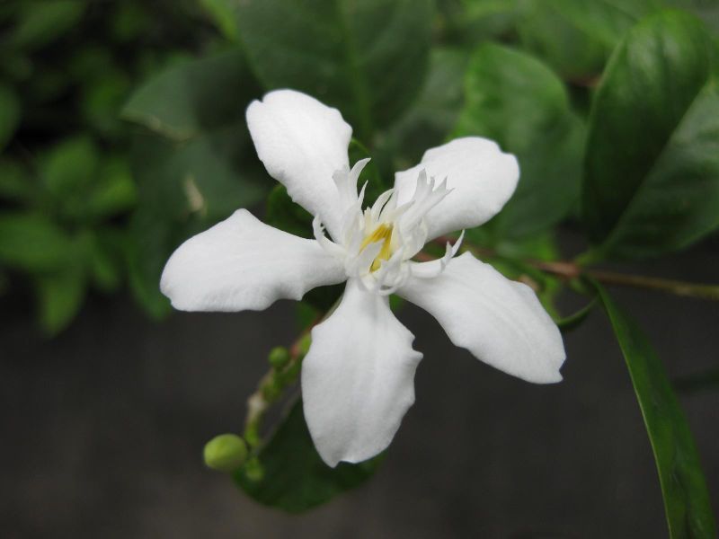 File:IMG 1196 bbg09.jpg