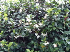 Trachelospermum jasminoides