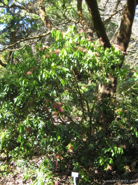 File:Pieris japonica-IMG 7703 sfbg0308.jpg