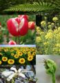 Thumbnail for version as of 05:09, 15 September 2007
