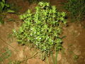 Thumbnail for version as of 05:20, 29 October 2007