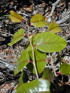 Xylosma hawaiiense foliage