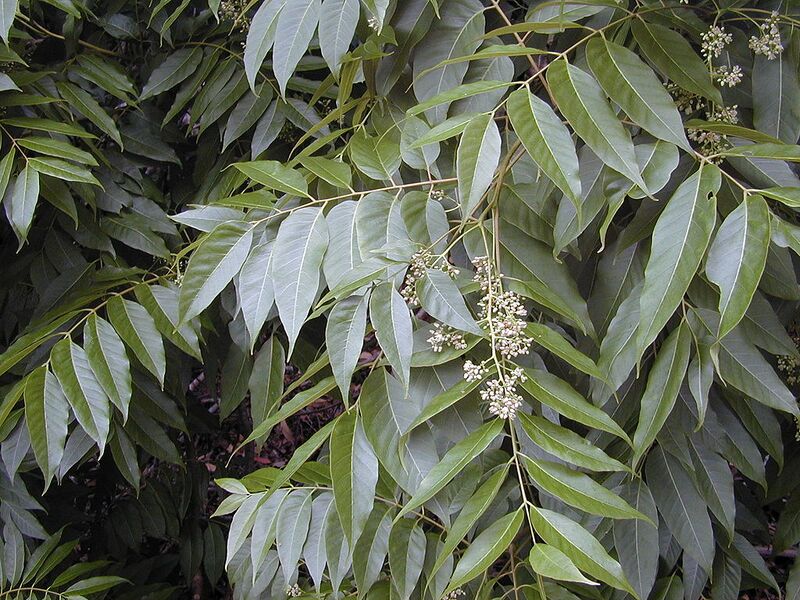 File:1024px-Starr 030405-0246 Toona ciliata.jpg