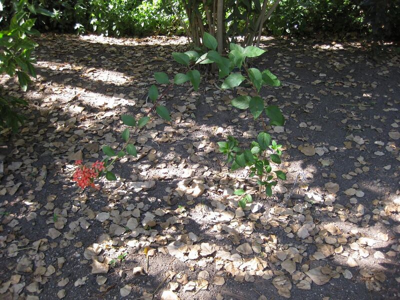 File:1280px-IMG 1938 hunt09oct.jpg