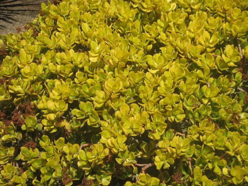 File:1280px-IMG 2236 hunt0903.jpg