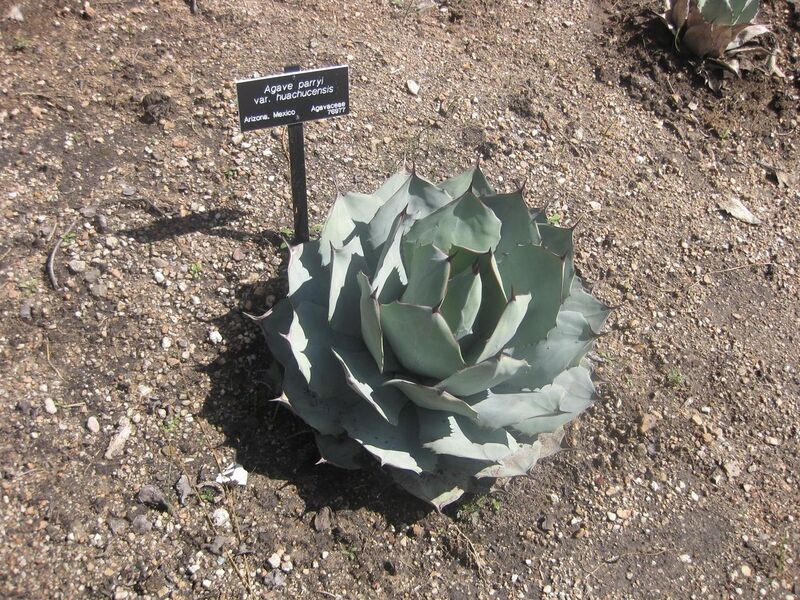 File:1280px-IMG 2292 hunt0903.jpg