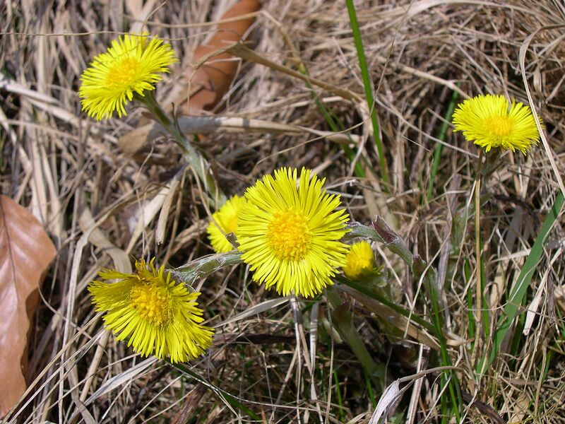 File:1280px-Tussilago farfara .JPG