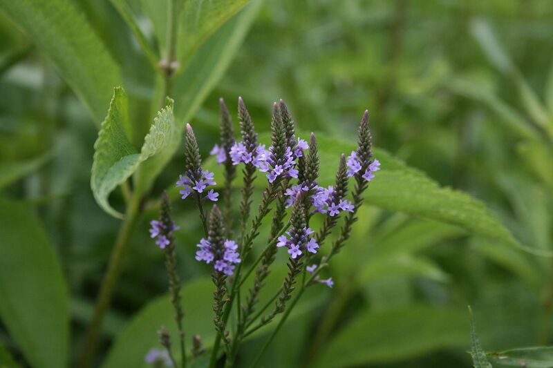 File:1280px-Verbena hastata.JPG