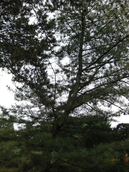 File:576px-IMG 0700 bbg09.jpg