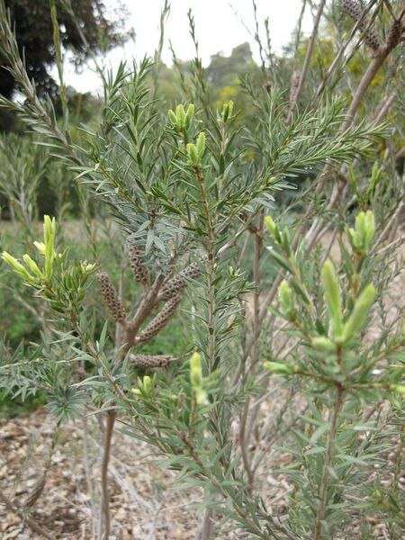 File:576px-IMG 4810 hunt0904.jpg