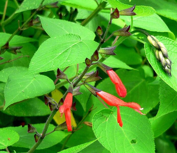 File:888px-Salvia gesneriiflora 2.jpg