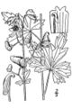 Southern Blue Monkshood (Aconitum uncinatum)
